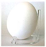 An egg in our miniature plateholder